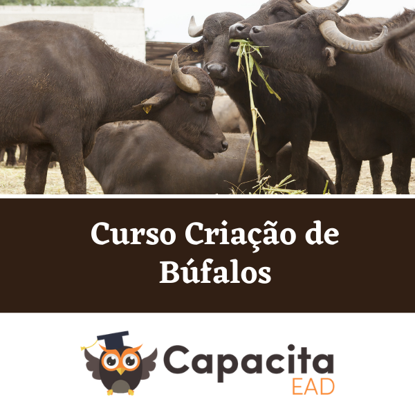 Curso Criação de Búfalos