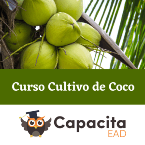 Curso Cultivo de Coco